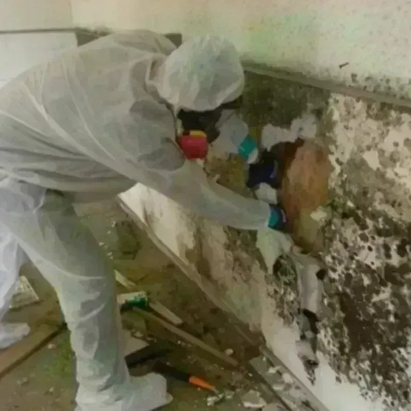 Mold Remediation and Removal in Carrier Mills, IL